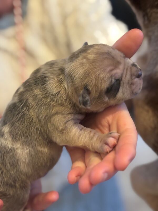 ABKC REGISTERED PUPPIES FOR SALE - READY FEBRUARY 2025 for sale in Kilwinning, North Ayrshire - Image 10