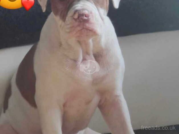 Alapha bulldog for sale in Croydon, Croydon, Greater London