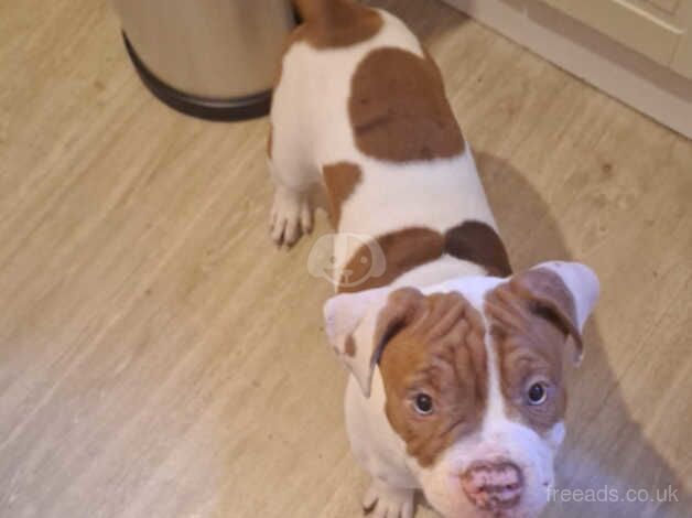 Alapha bulldog for sale in Croydon, Croydon, Greater London