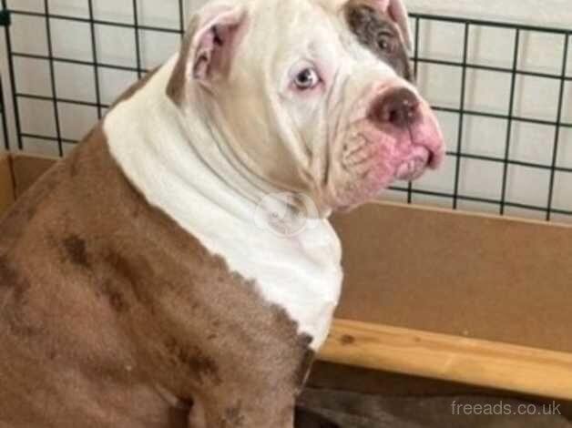 Alapha bulldog for sale in Croydon, Croydon, Greater London - Image 2