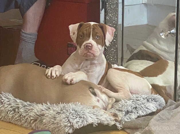 Alpaha bulldog for sale in Croydon, Croydon, Greater London