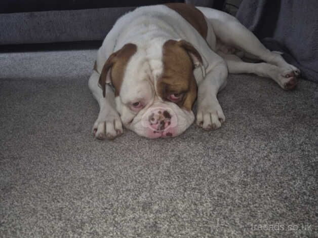 Amazing American bulldog for sale in Middlesbrough, North Yorkshire