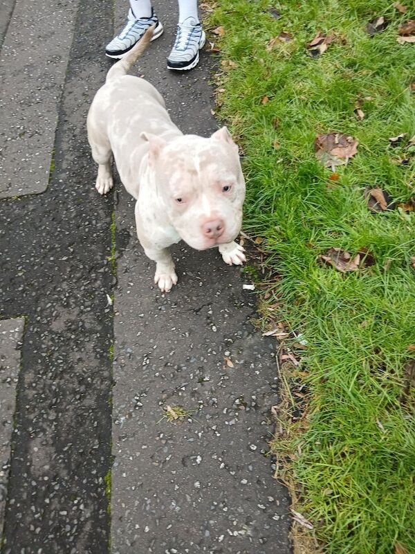 Americam Micro Bully for sale in Bangor, County Down - Image 3