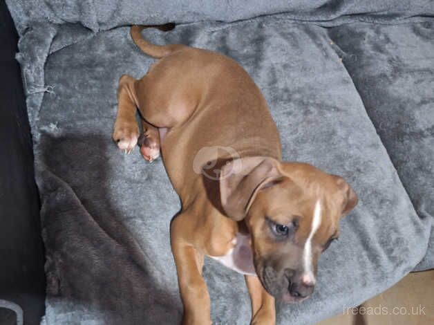 American buldog/boxer for sale in Stoke-on-Trent, Staffordshire