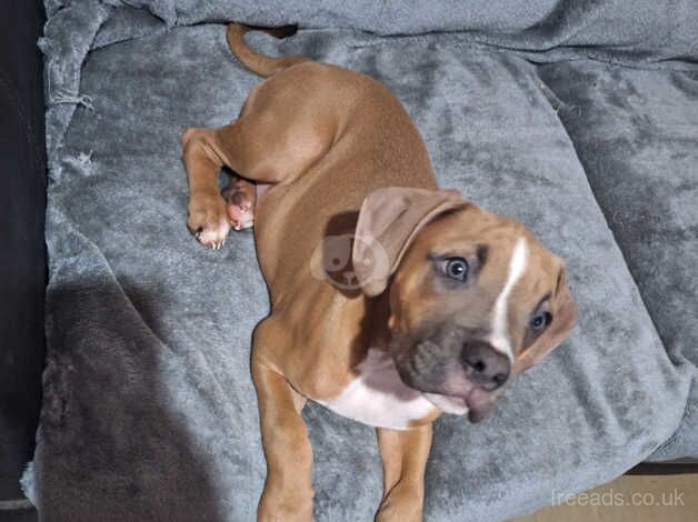 American Bully Puppies for sale in Staffordshire