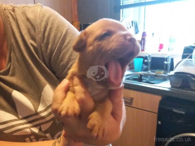 American Bulldogs for sale in Chesterfield, Derbyshire