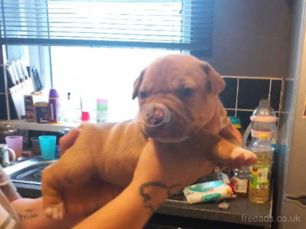 American Bully Puppies for sale in Derbyshire