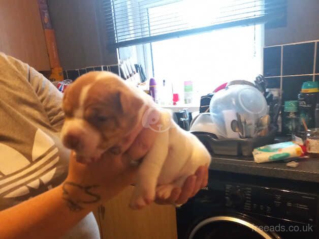 American Bully Puppies for sale