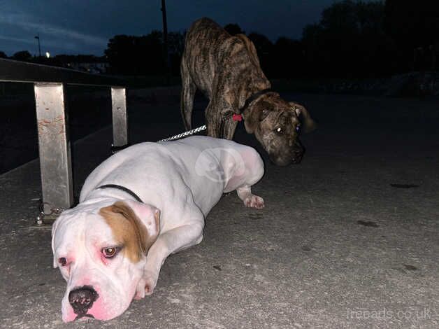 American bull dog for sale in Armagh - Image 1