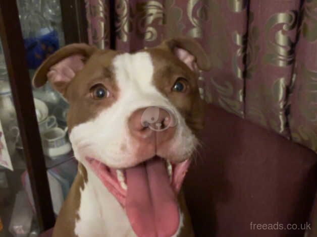 American bull dog/staffy for sale in Hackney, Hackney, Greater London - Image 3