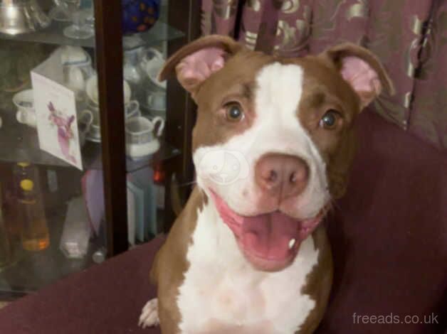 American bull dog/staffy for sale in Hackney, Hackney, Greater London - Image 4