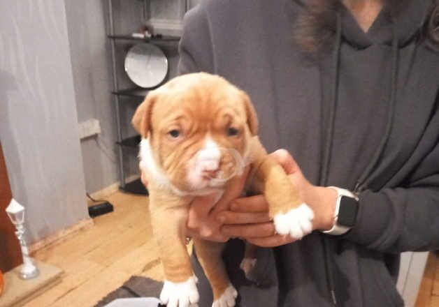 American Bully Puppies for sale in Derbyshire