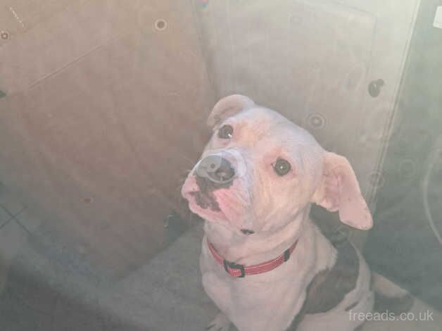 American bulldog 11 month old for sale in Braintree, Essex - Image 2