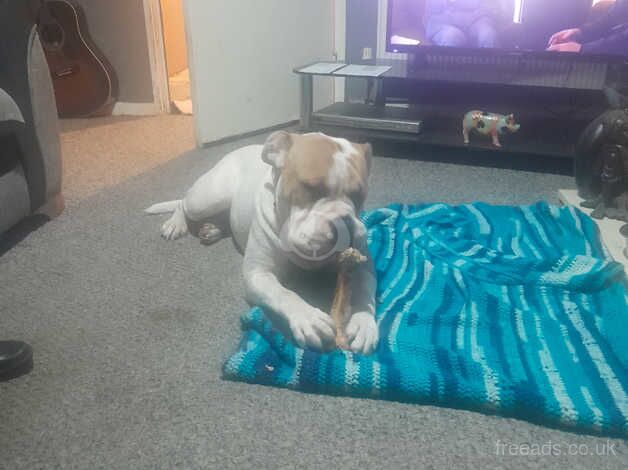 American Bulldog 14 months old for sale in Nottingham, Nottinghamshire