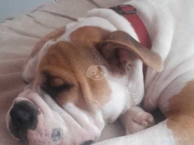 American Bulldog 14 months old for sale in Nottingham, Nottinghamshire - Image 2