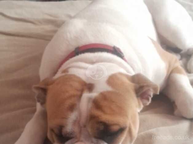 American Bulldog 14 months old for sale in Nottingham, Nottinghamshire - Image 3