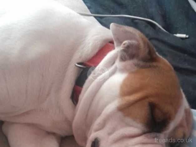 American Bulldog 14 months old for sale in Nottingham, Nottinghamshire - Image 4