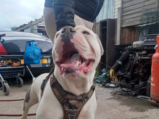 American bulldog 3 years for sale in Dagenham, Barking & Dagenham, Greater London - Image 1