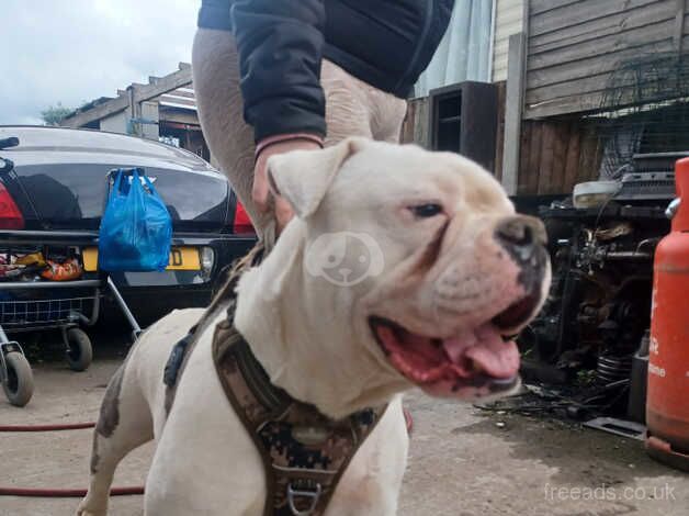 American bulldog 3 years for sale in Dagenham, Barking & Dagenham, Greater London - Image 2