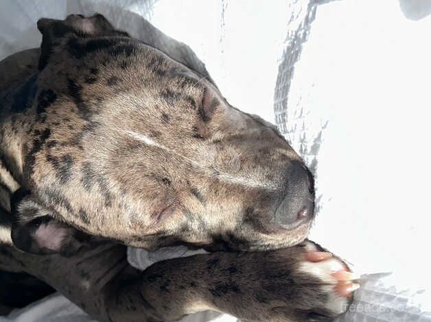 American bulldog black tri Merle for sale in Edinburgh, City of Edinburgh - Image 4