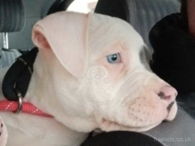 American bulldog (Blue) for sale in Ballymena, Ballymena