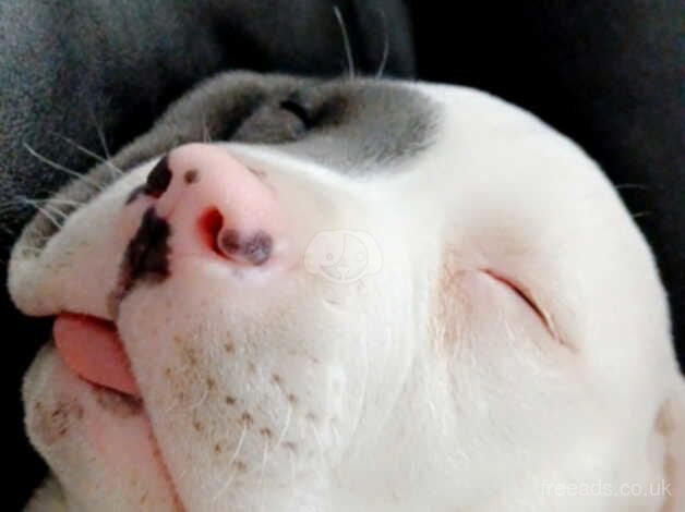 American bulldog (Blue) for sale in Ballymena, Ballymena - Image 3