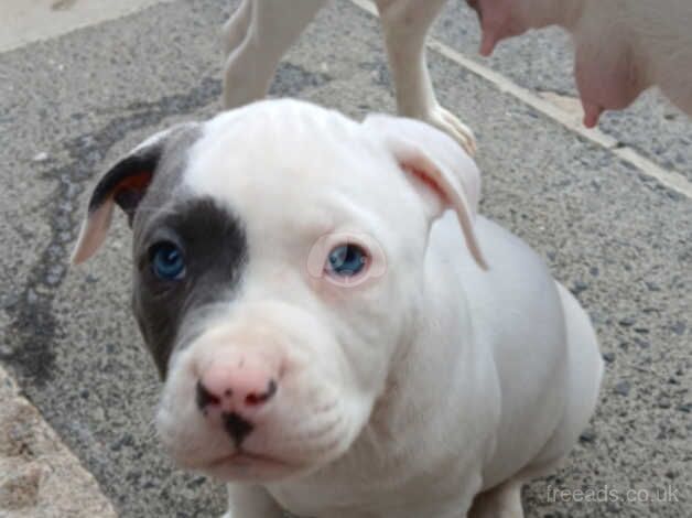 American Bully Puppies for sale