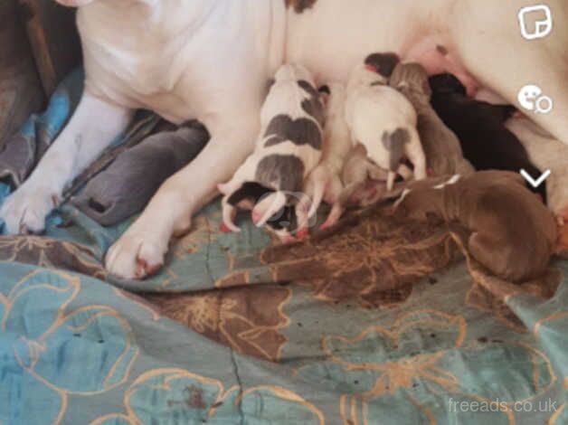 American bulldog (Blue) for sale in Ballymena, Ballymena - Image 5