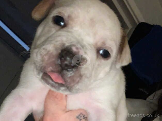 American bulldog/boxer for sale in Greenwich, Greenwich, Greater London