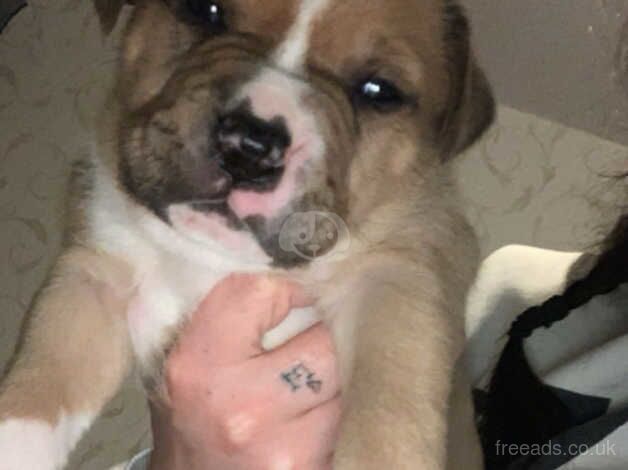 American Bulldogs for sale in Greenwich, Greenwich, Greater London