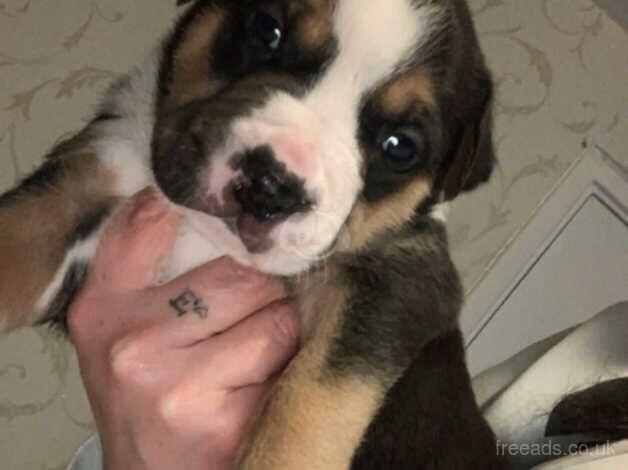 American Bully Puppies for sale in Greater London