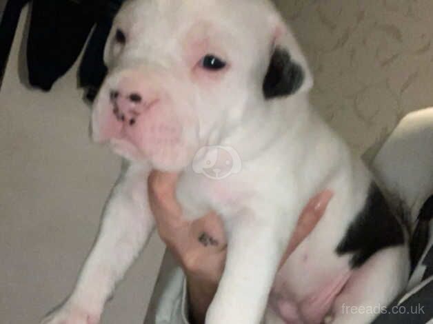 American Bully Puppies for sale