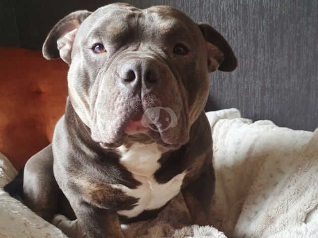 American bulldog- Buster for sale in Huddersfield, West Yorkshire