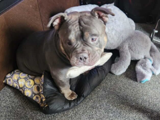 American bulldog- Buster for sale in Huddersfield, West Yorkshire - Image 2