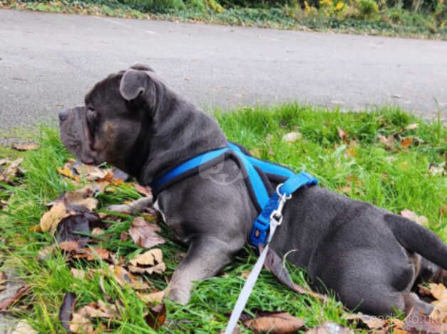 American bulldog- Buster for sale in Huddersfield, West Yorkshire - Image 4