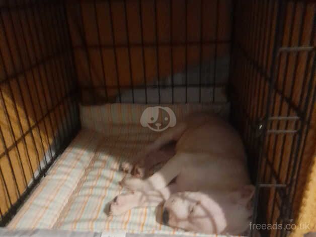 American bulldog Cross 13 weeks old for sale in Bury, Greater Manchester - Image 5