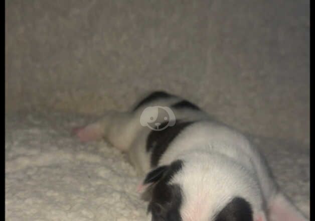 American bulldog cross husky puppies for sale in Doncaster, South Yorkshire - Image 2