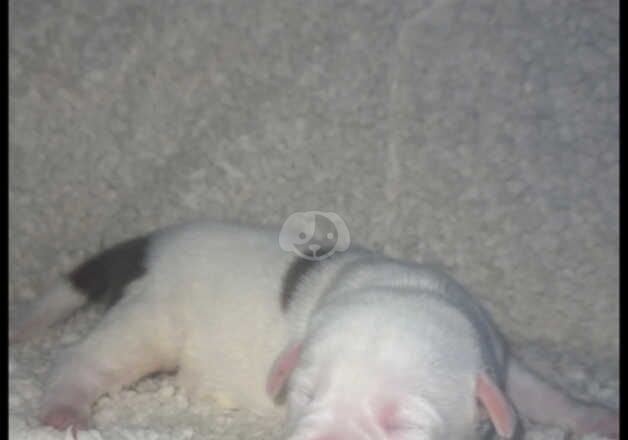 American Bully Puppies for sale in South Yorkshire