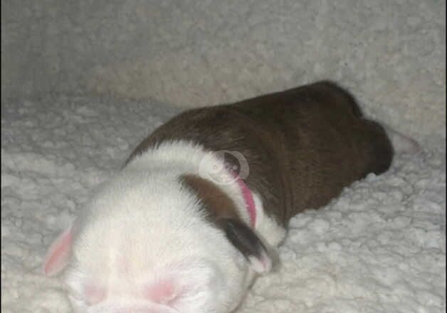 American Bully Puppies for sale