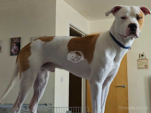 American bulldog cross for sale in Port Talbot, Neath Port Talbot - Image 4