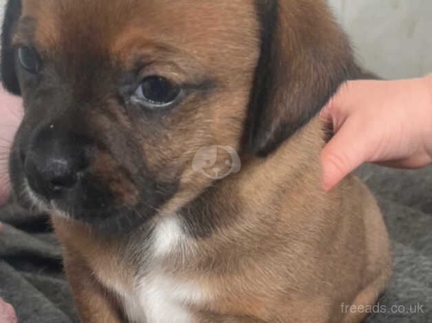 American bulldog cross sausage dog puppy's for sale in Sheerness, Kent - Image 1