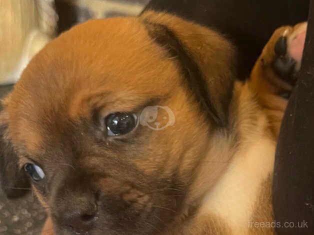 American bulldog cross sausage dog puppy's for sale in Sheerness, Kent - Image 3