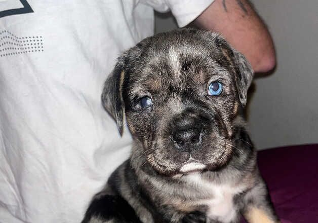 American bulldog cross shitzu for sale in Sale, Greater Manchester - Image 3