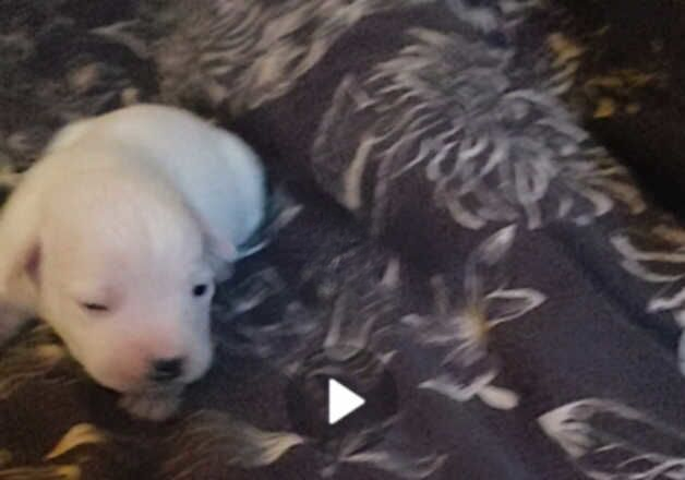 American bulldog cross staffy puppies for sale in Cirencester, Gloucestershire - Image 2