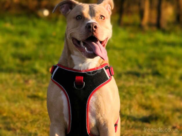 American bulldog female 2 years old for sale in Ledbury, Herefordshire - Image 1