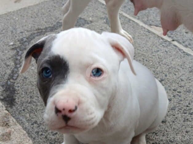 American bulldog female for sale in Ballycastle, Moyle