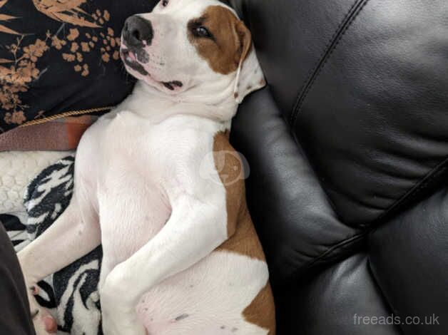 American Bulldog for sale in Coventry, West Midlands