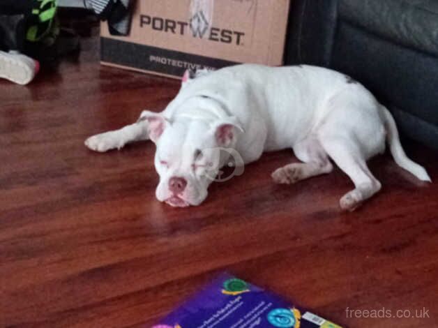 American bulldog for sale in Arbroath, Angus