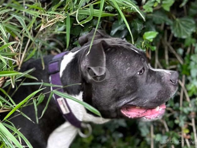 American Bulldog for sale in Kells, Ballymena - Image 3