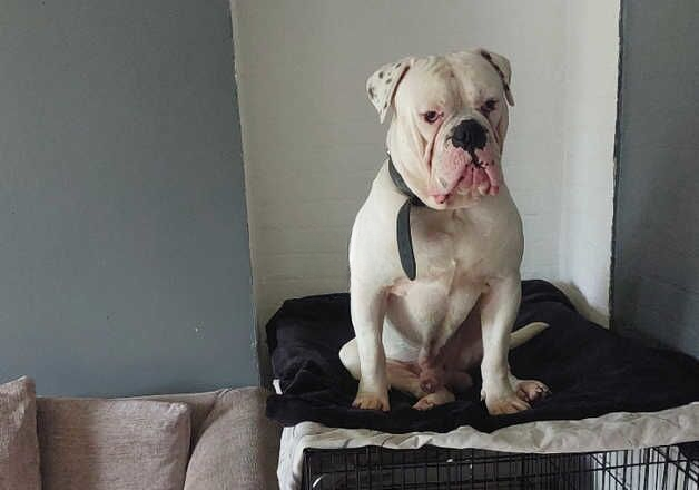 American bulldog for sale in Birmingham, West Midlands - Image 2